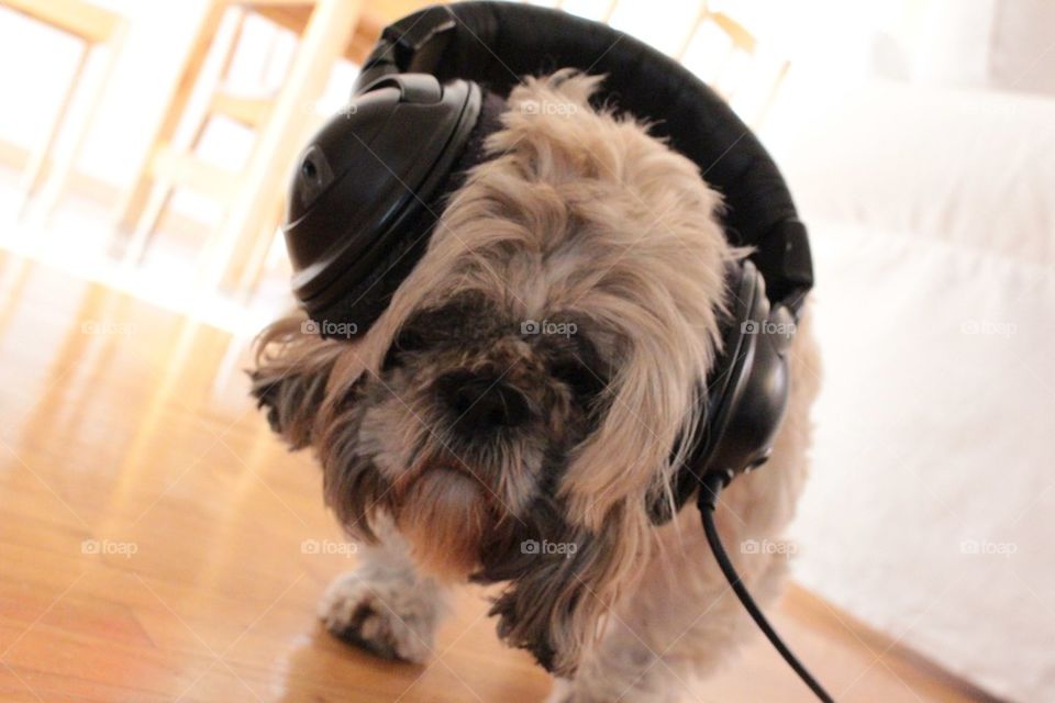 How the dog feel music.