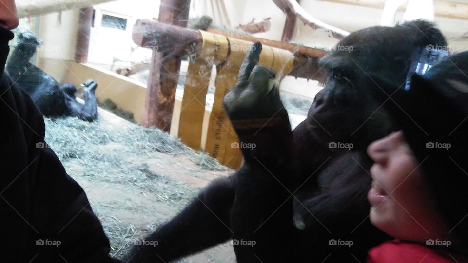middle finger gorilla to kids