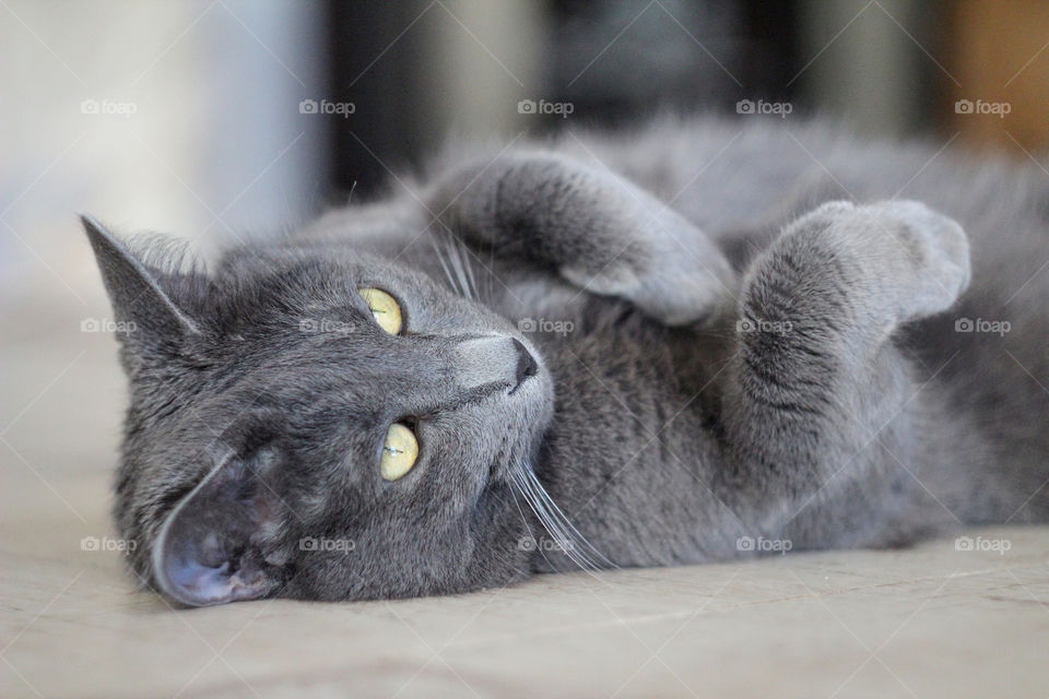 cute gray cat