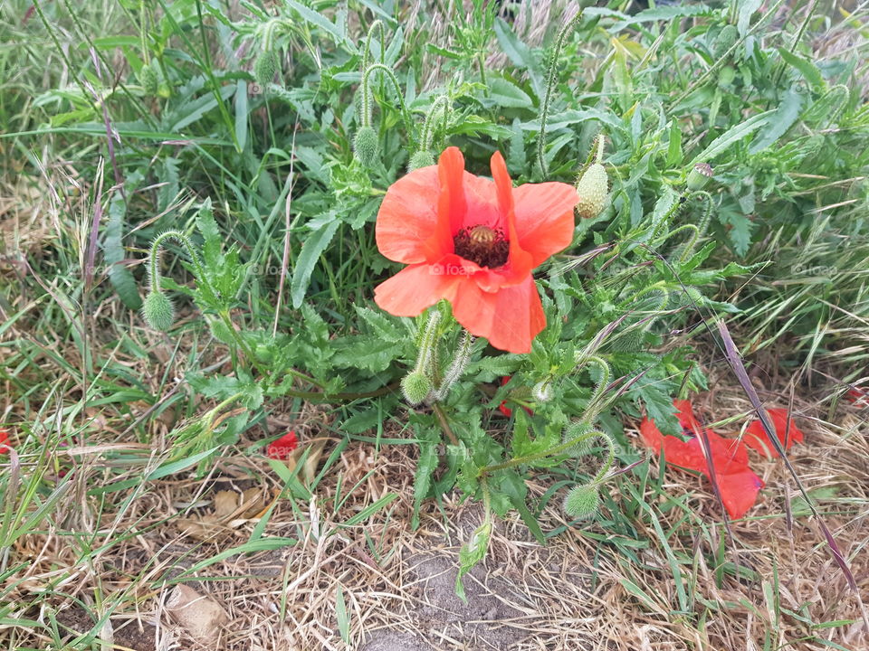 A beautiful red poppy in the wind from the outdoors