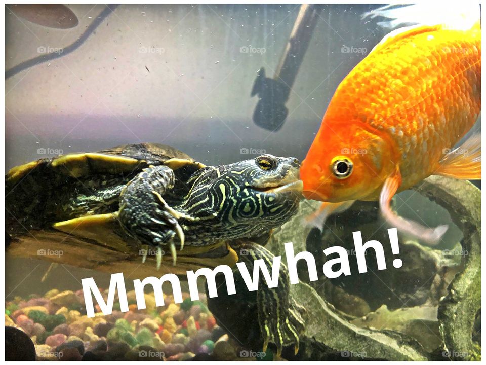 Swimming in tank with friends!