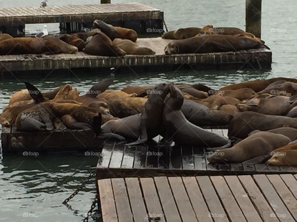 San Francisco sea lions 