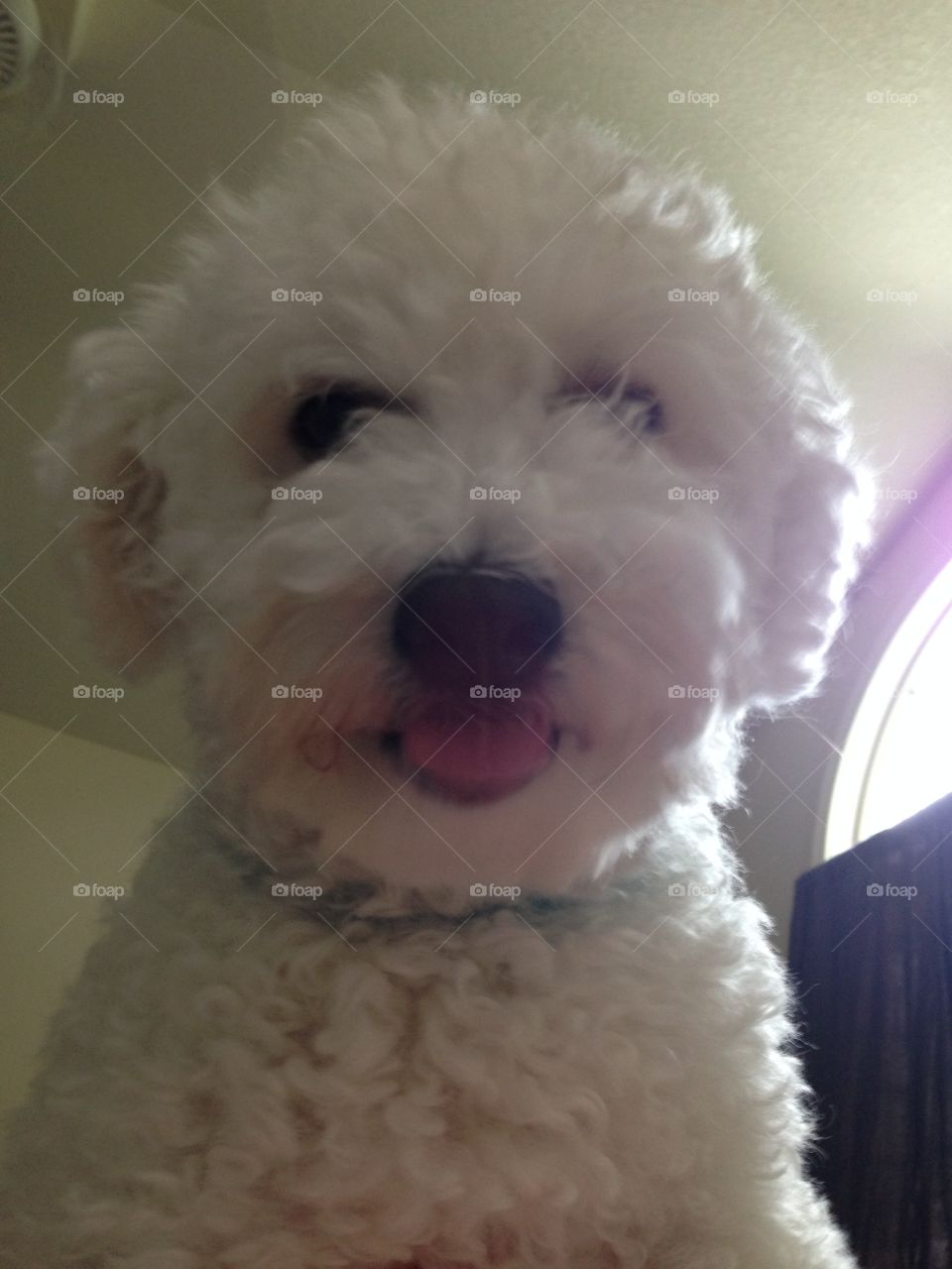 Closeup of Bichon Maltese 
