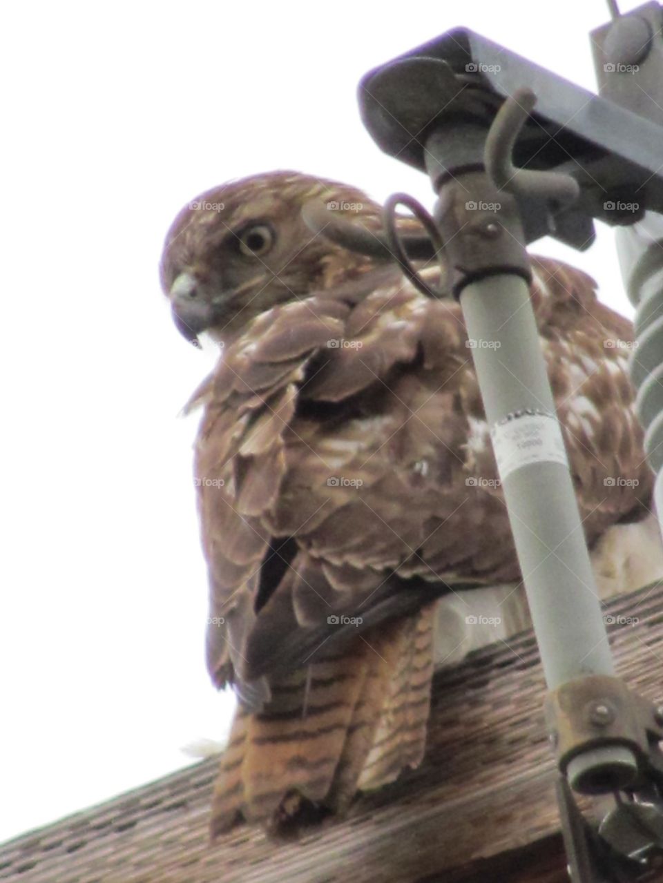 Red tailed hawk on telephone pole