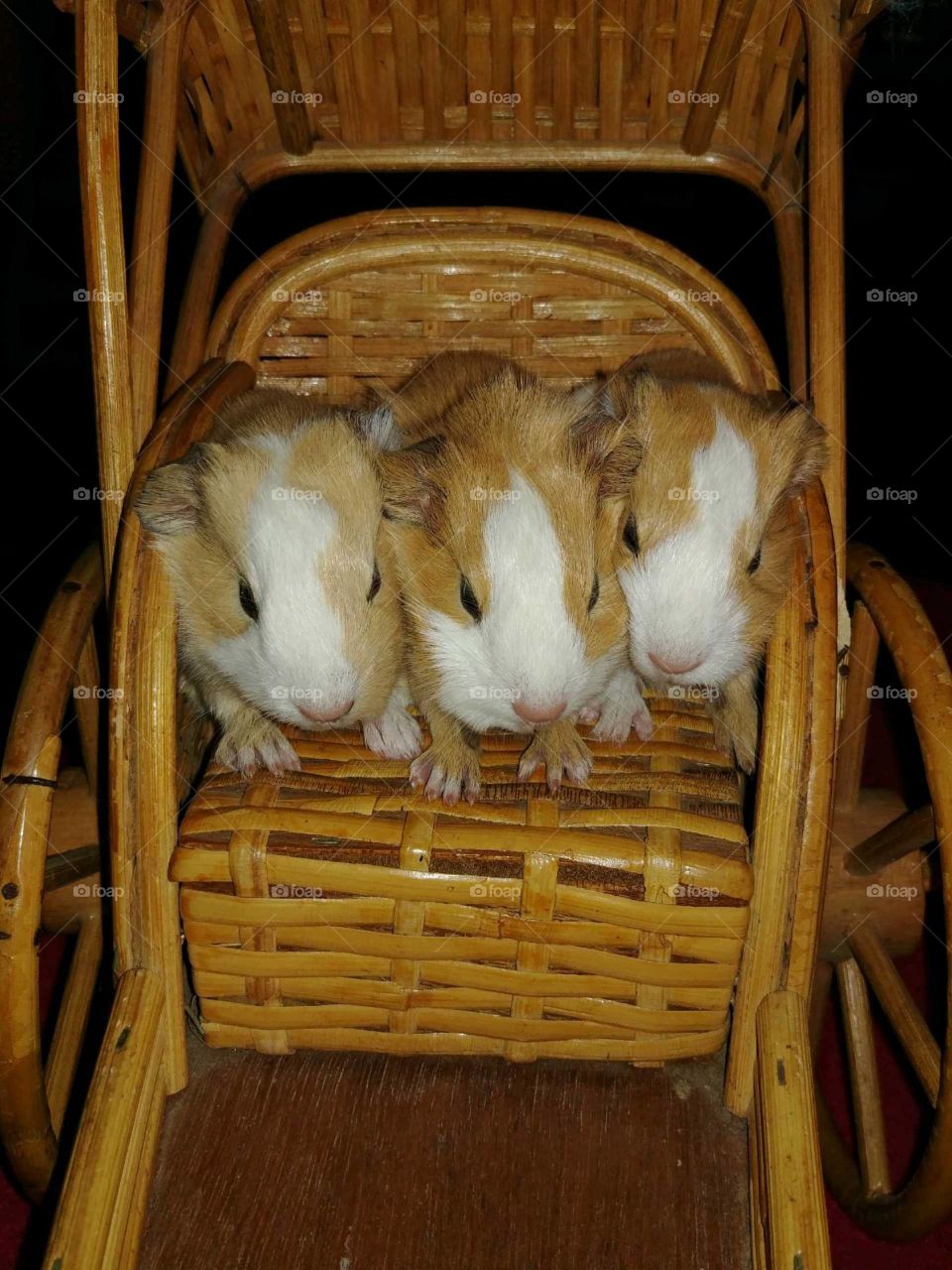 Three guinea pigs