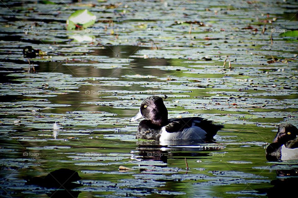 Diving Duck