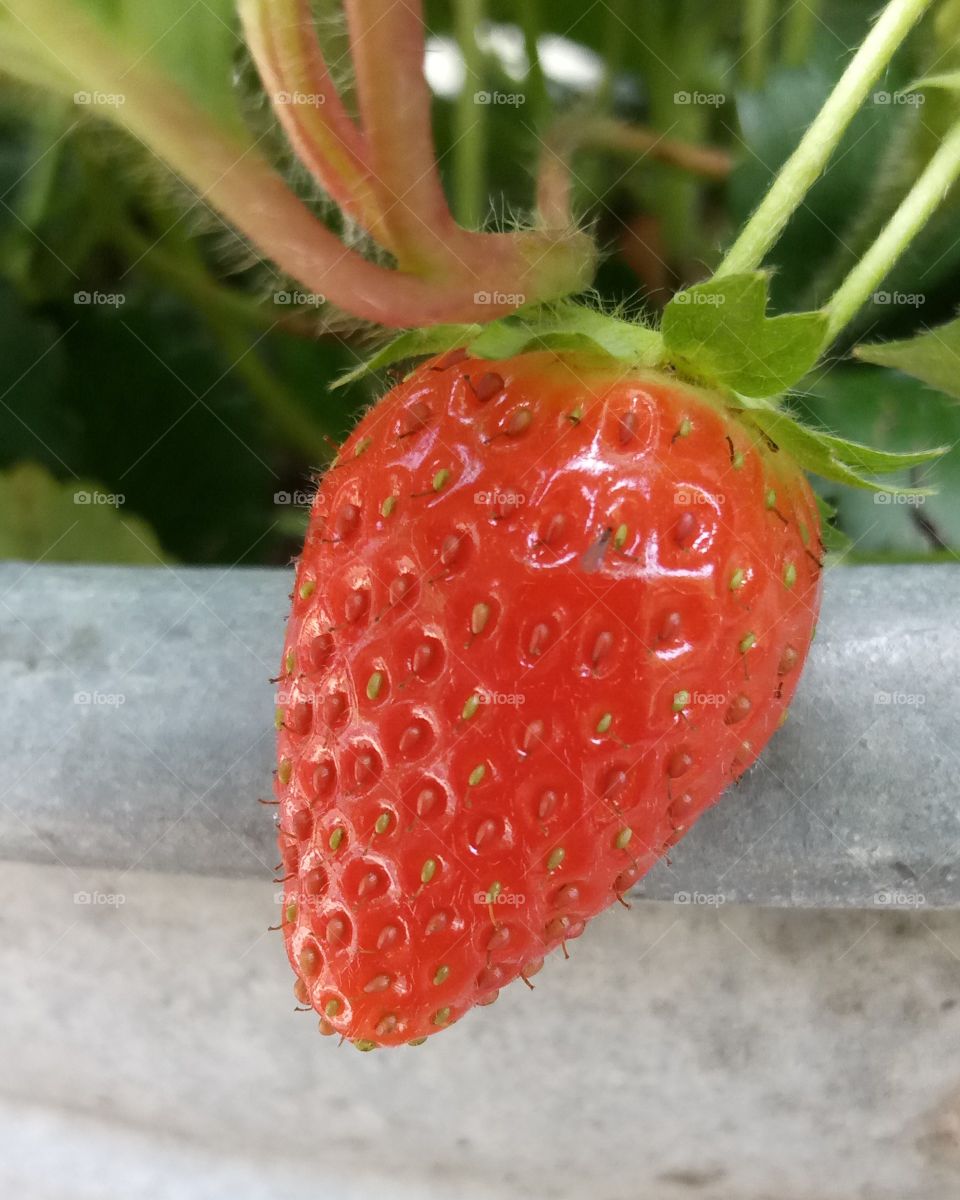 Strawberry - Erdbeeren