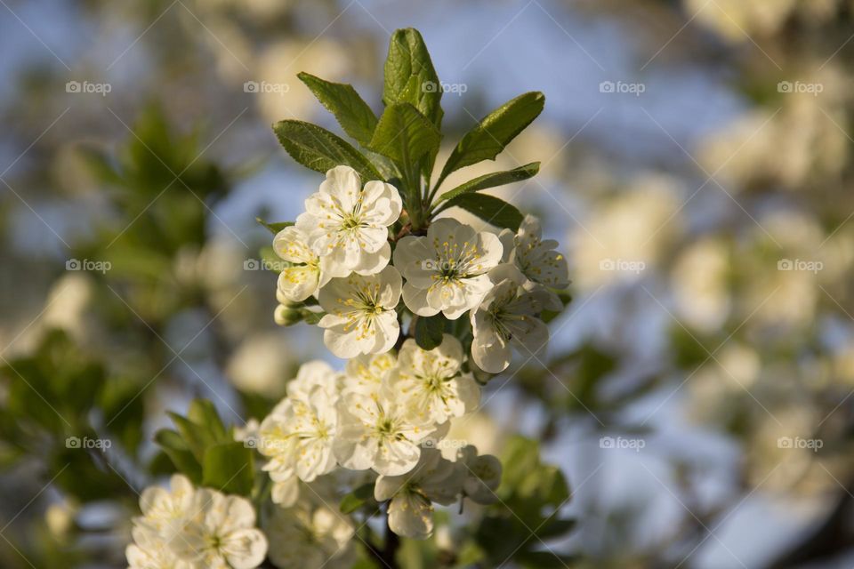 Spring flowering of trees and flowers on a sunny day in spring.