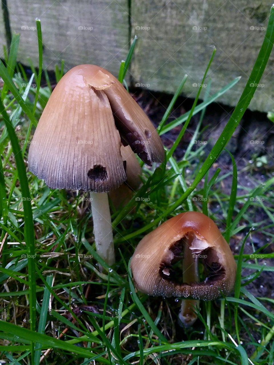 Two brown mushrooms in yard by wood fence in Ohio 