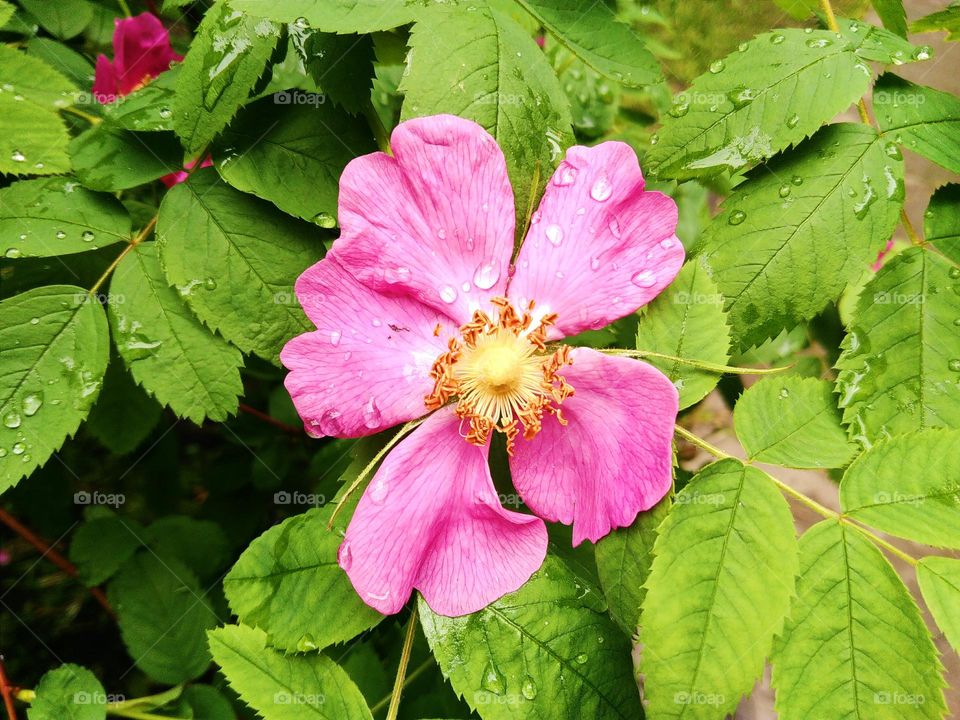 flowers