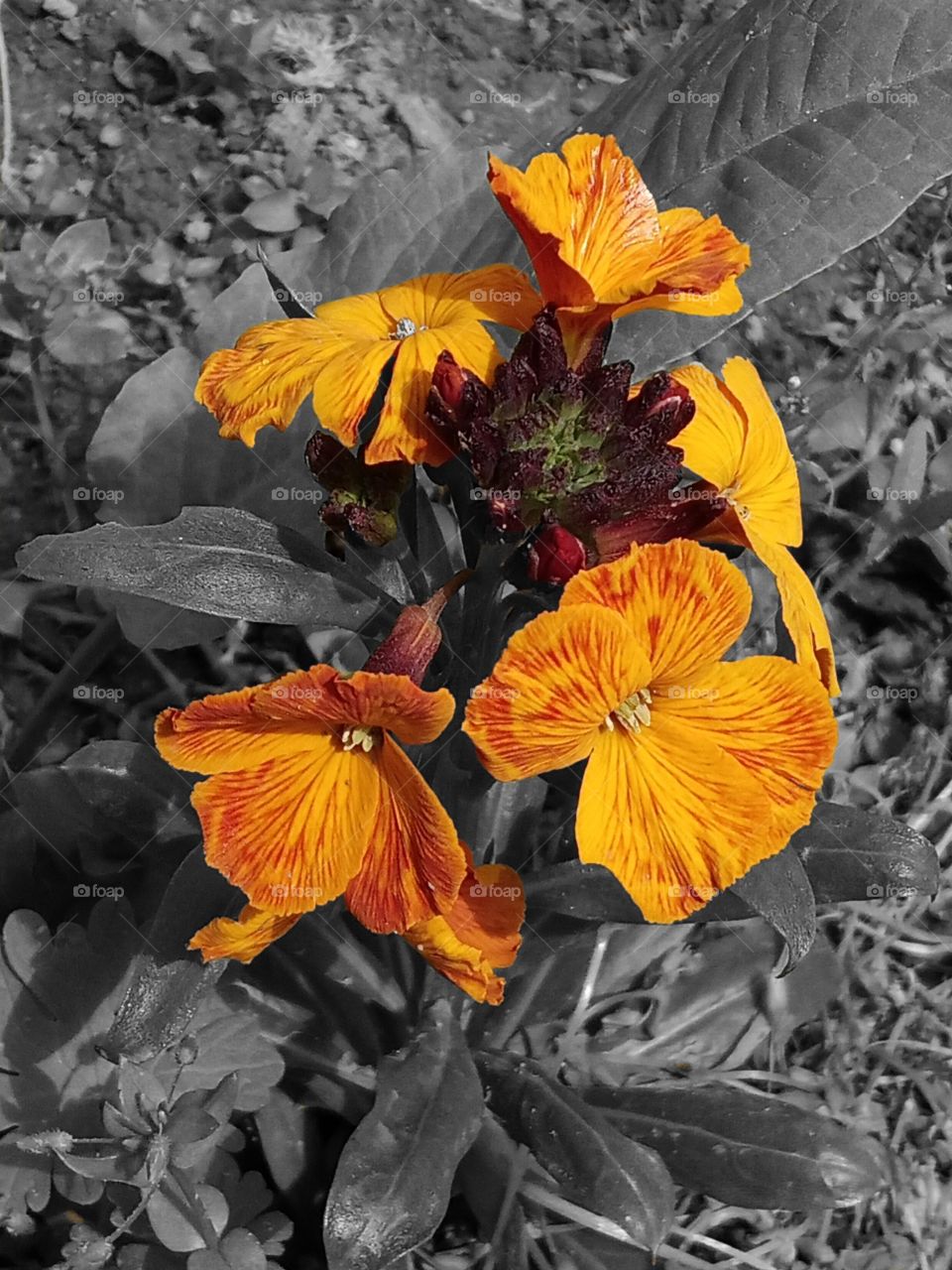 Orange flowers