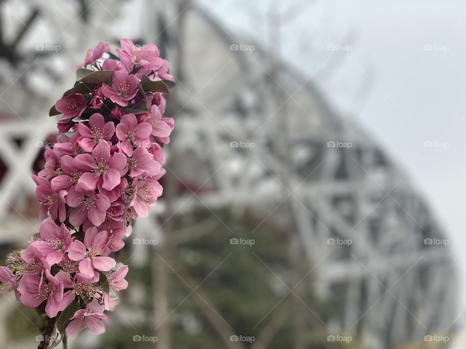 flowers at Beijing’s Nest