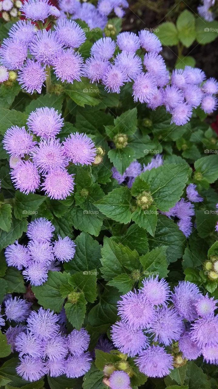 лето природа цветы