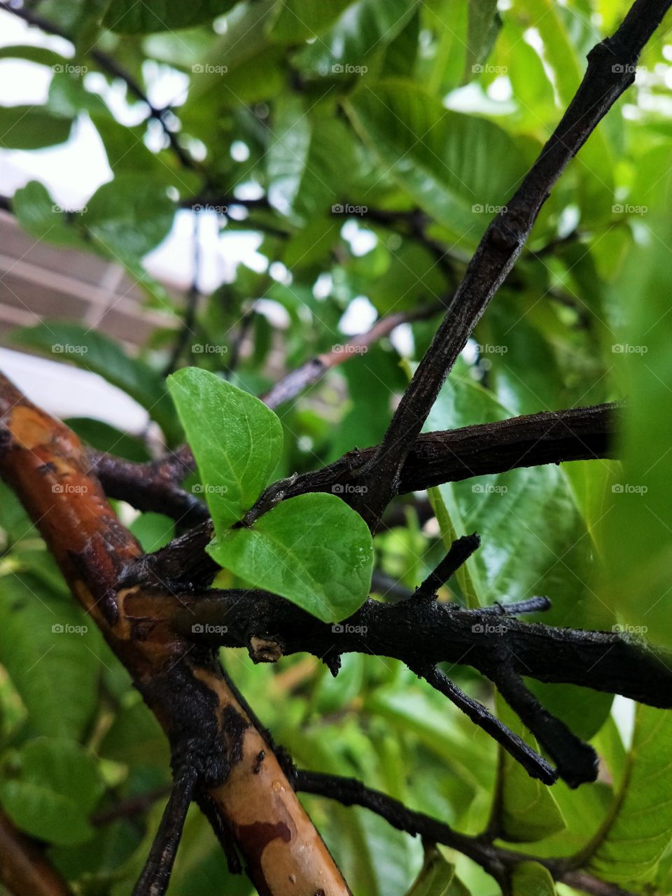 Growing up of new baby leafs are the signs of Autumn. Captured this shot after enjoying the heavy rainfall.🍃🌿