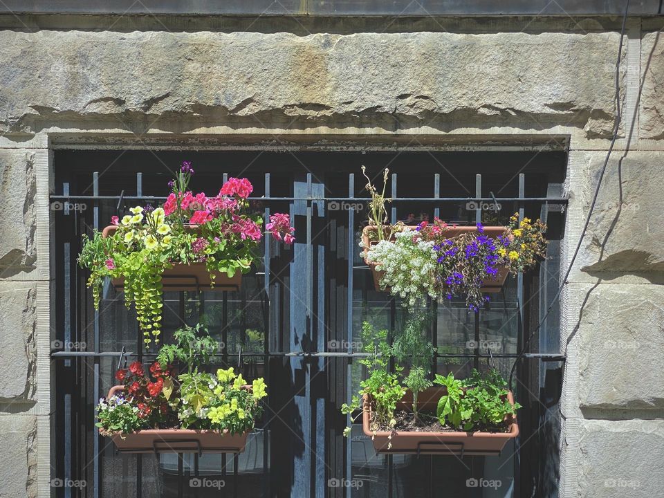 Hanging flowering plants in fence near the window.