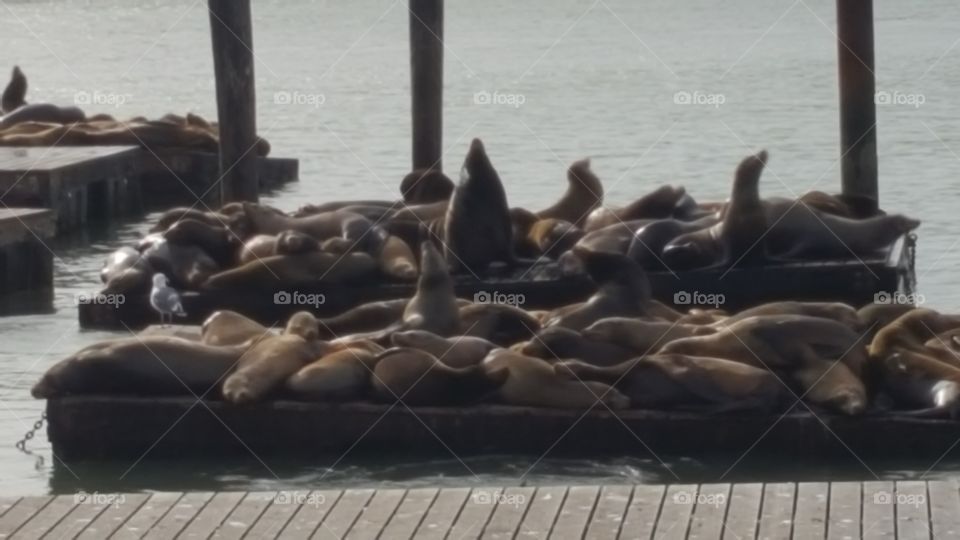 Sea Lions in San Francisco Bay Pier 39