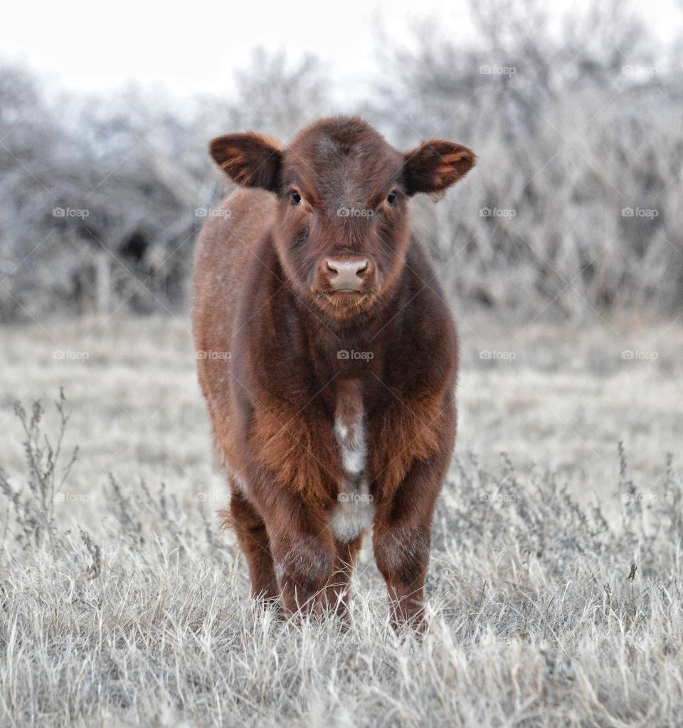 Shorthorn calf. 
