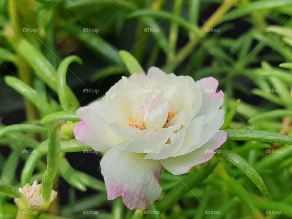 my beautiful Portulaca grandiflora