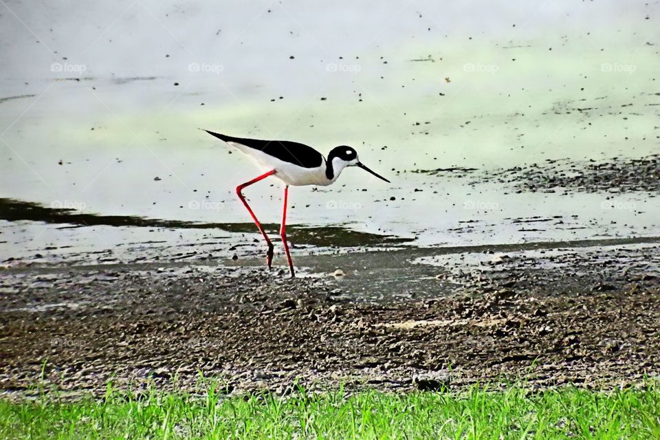 Black necked stilt hunting for food in the marsh.