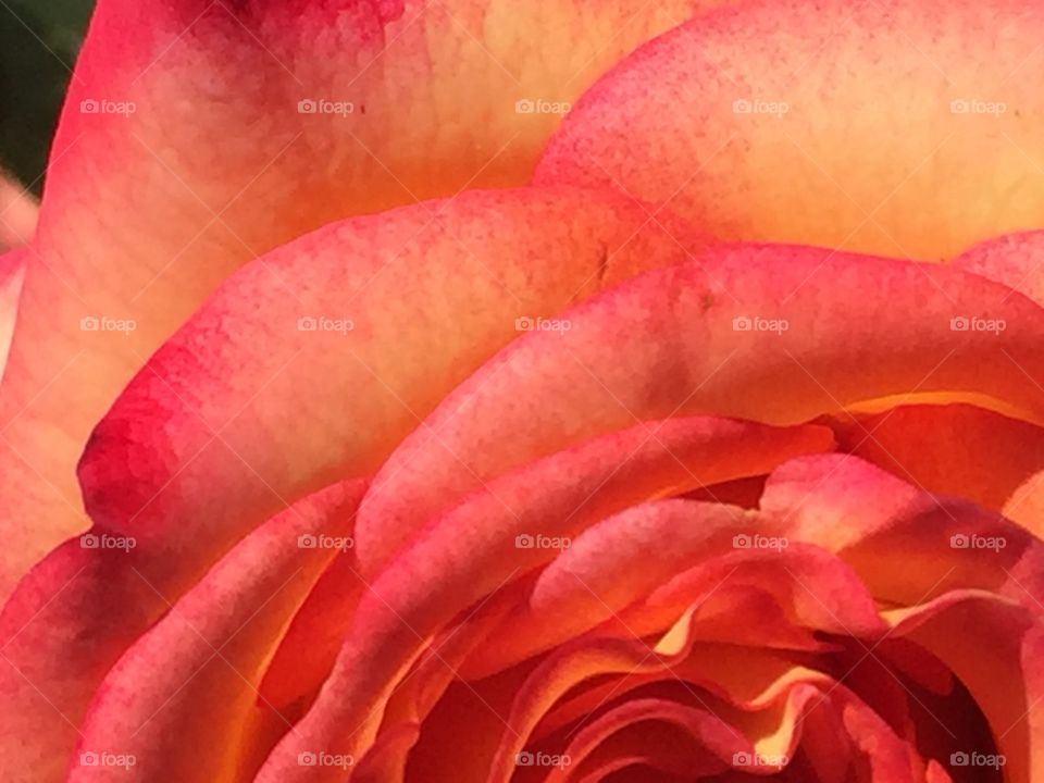 Close up of a beautiful rose