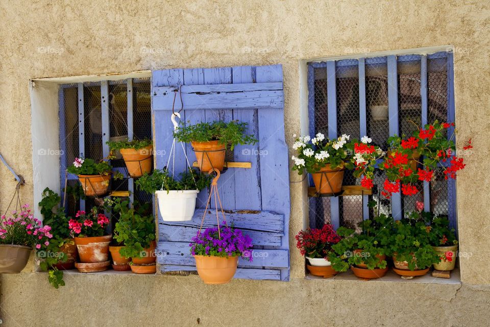 Potted plant hanging on blue window