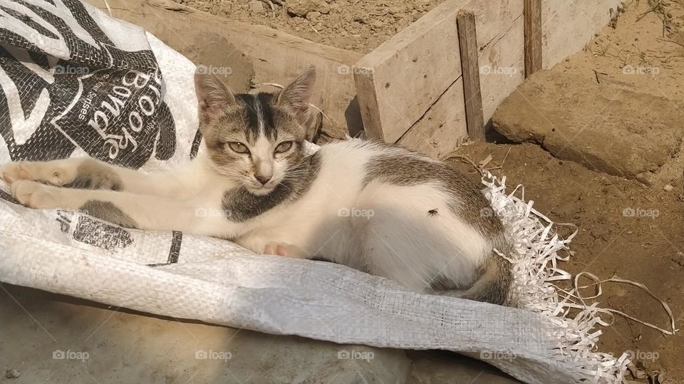 Simba the cat stretching his body with his killer look