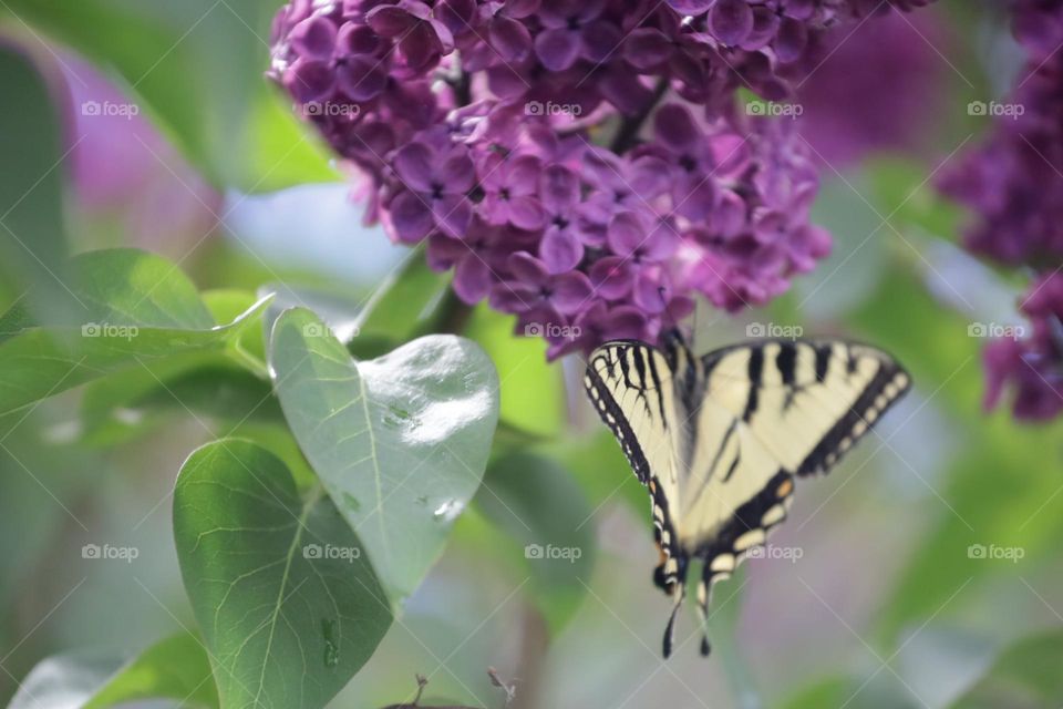 Butterfly on a lilac tree ready to fly 