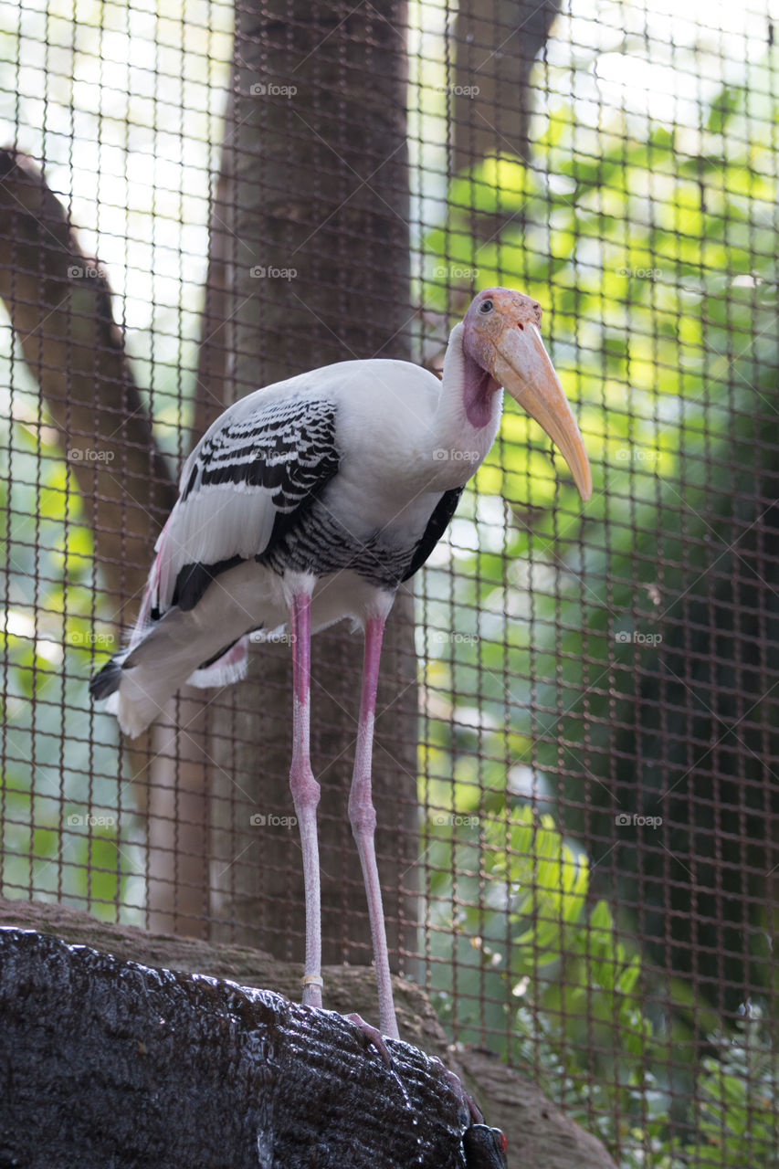 Bird, Wildlife, Zoo, Nature, Outdoors