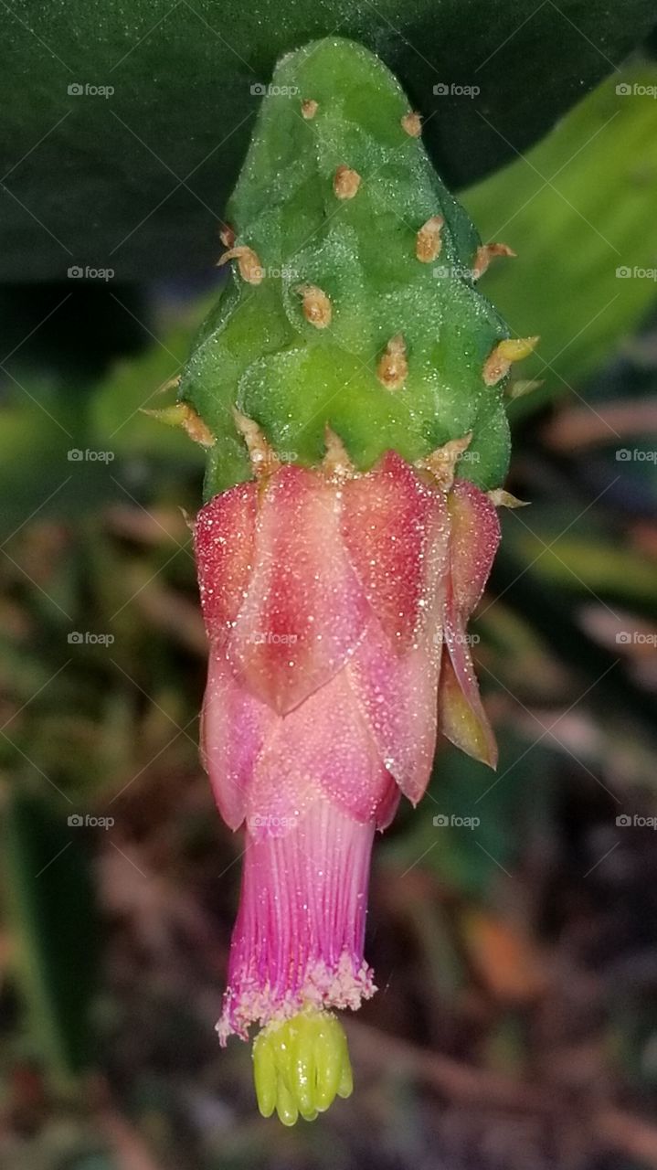 opuntia flower
