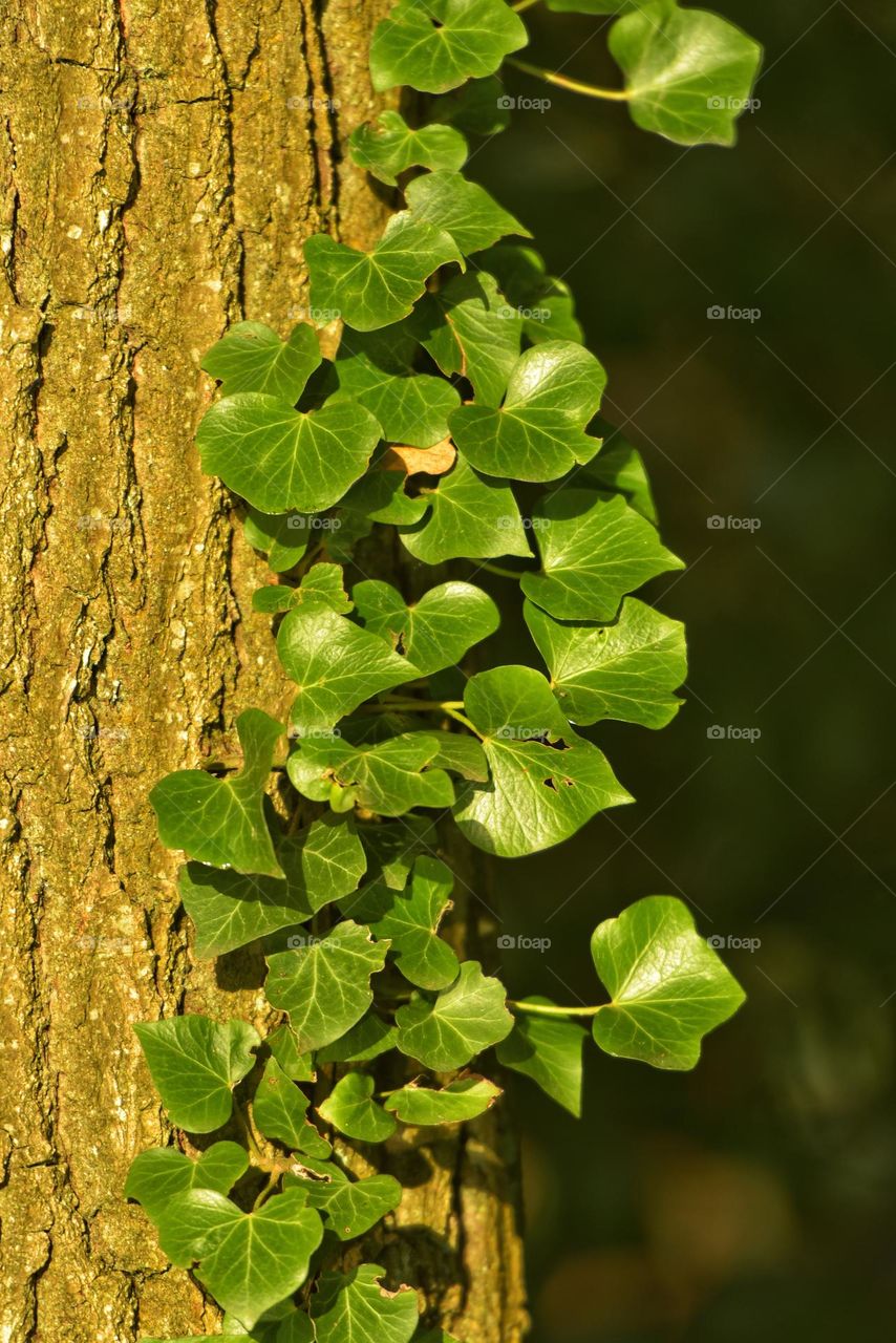 Climbing Ivy