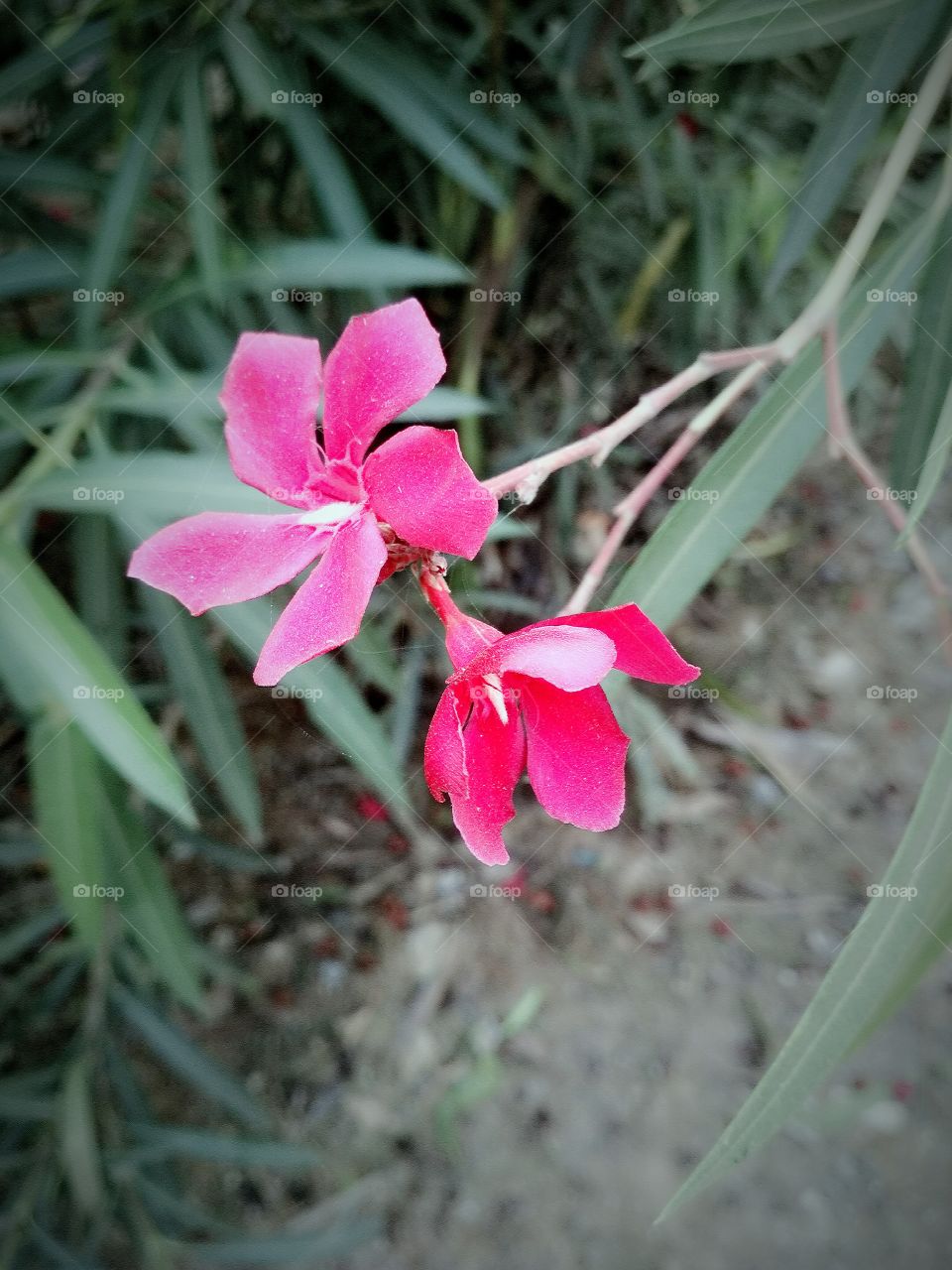 shyness of a flower from othe