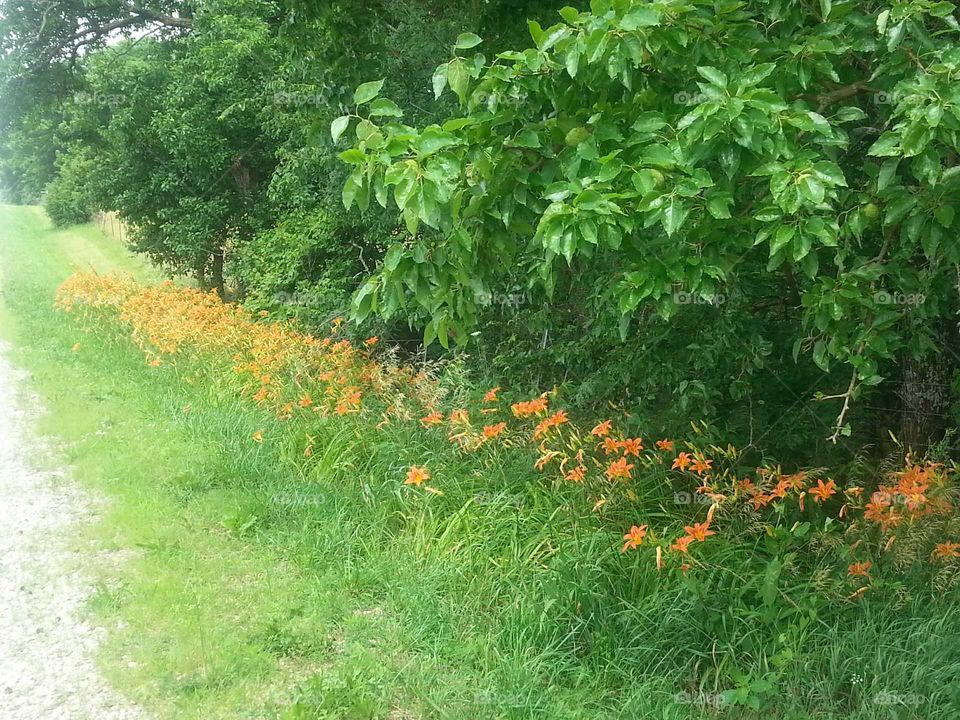 lily field roadside