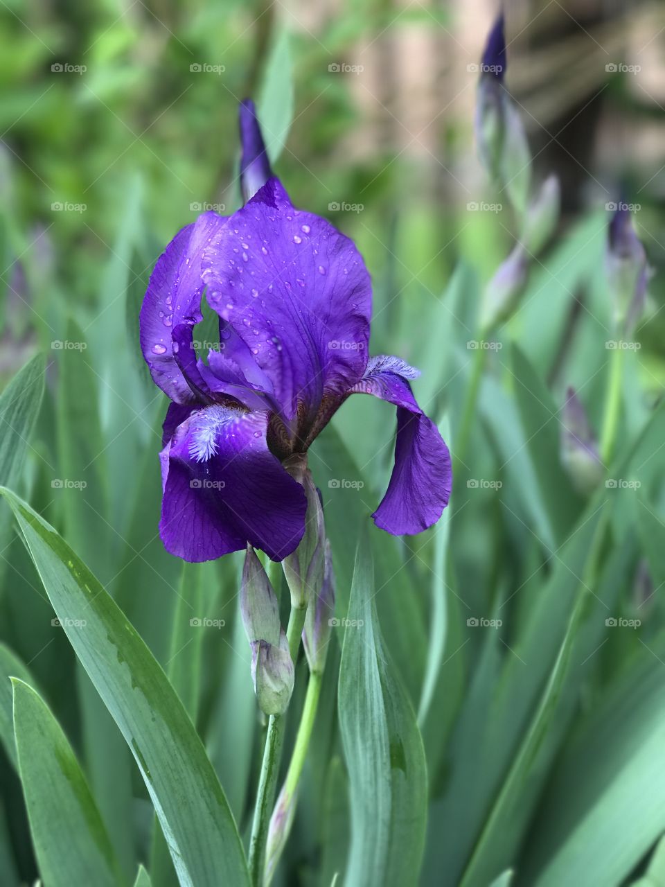 Iris