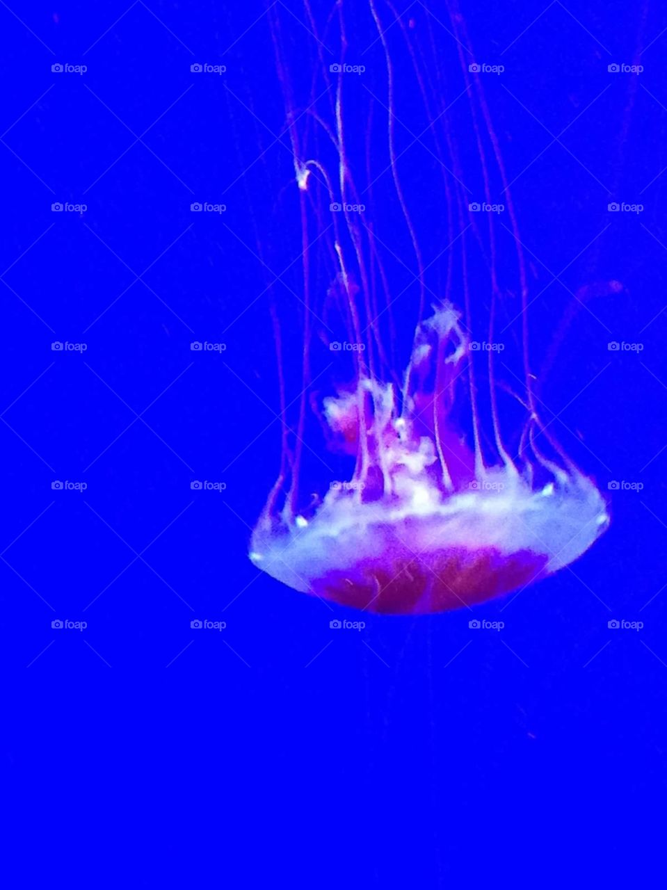 Jellyfish . Jellyfish at the Georgia Aquarium in Atlanta, GA