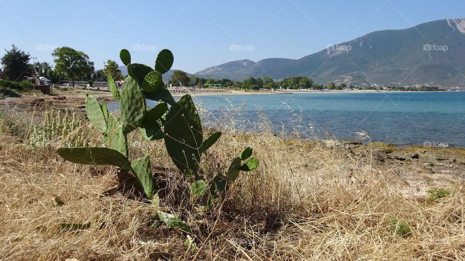 Cactus Greek beach. Greece beach Cactus