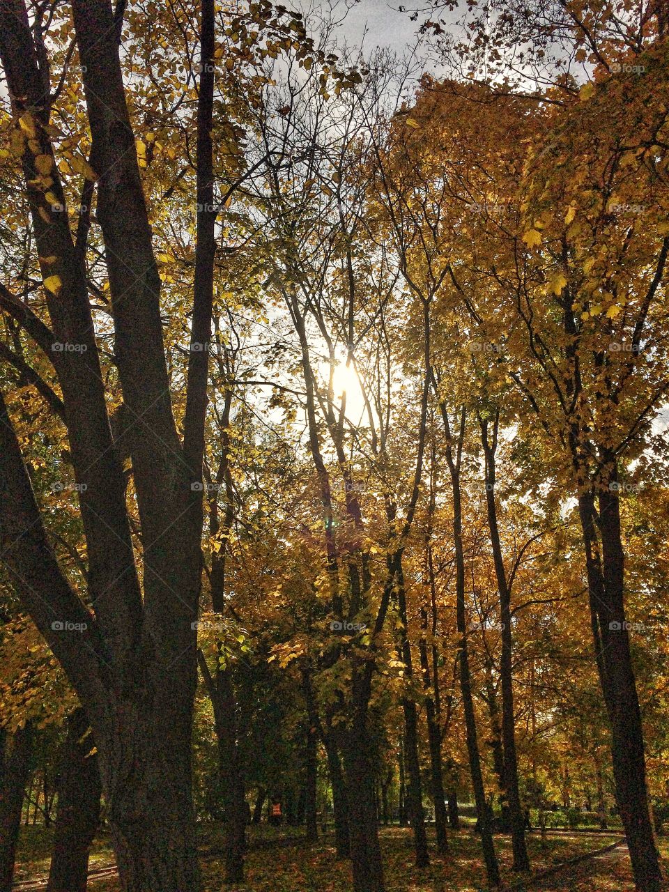 Sun through the leaves, Moscow, Russia 