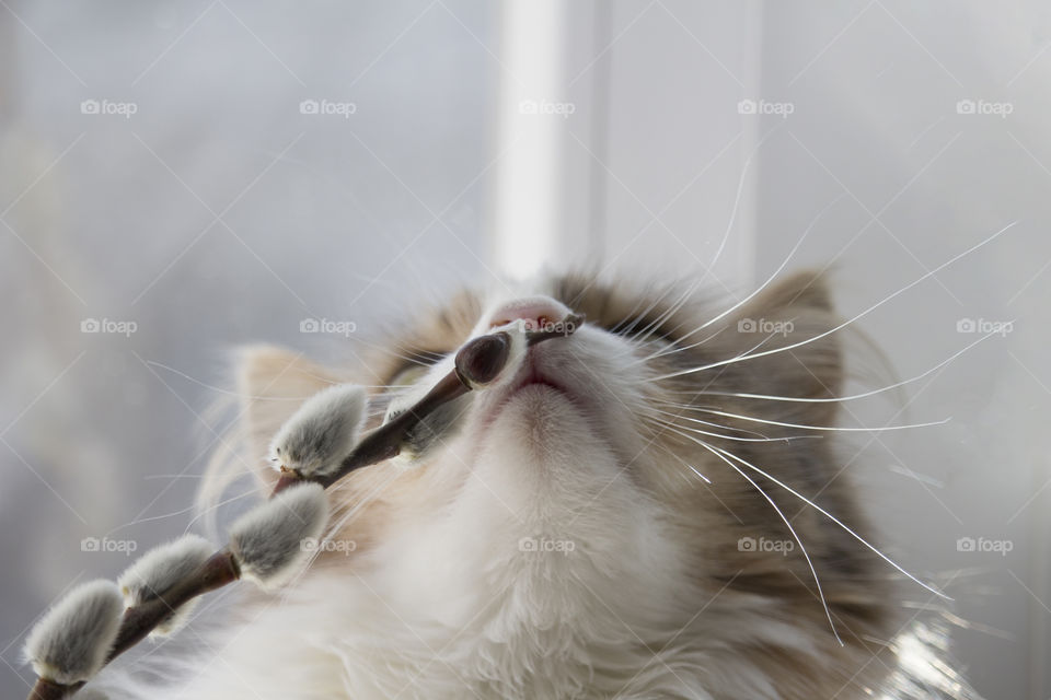 aroma of spring concept.  Grey cute cat sniffs willow branch