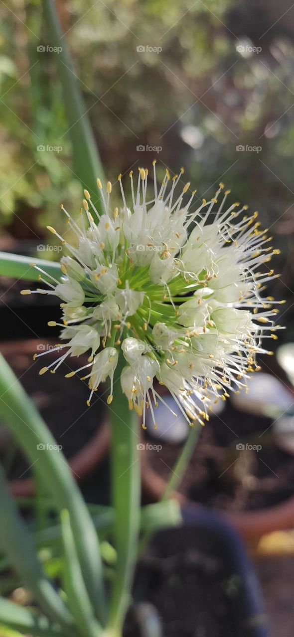 beautiful chive flower