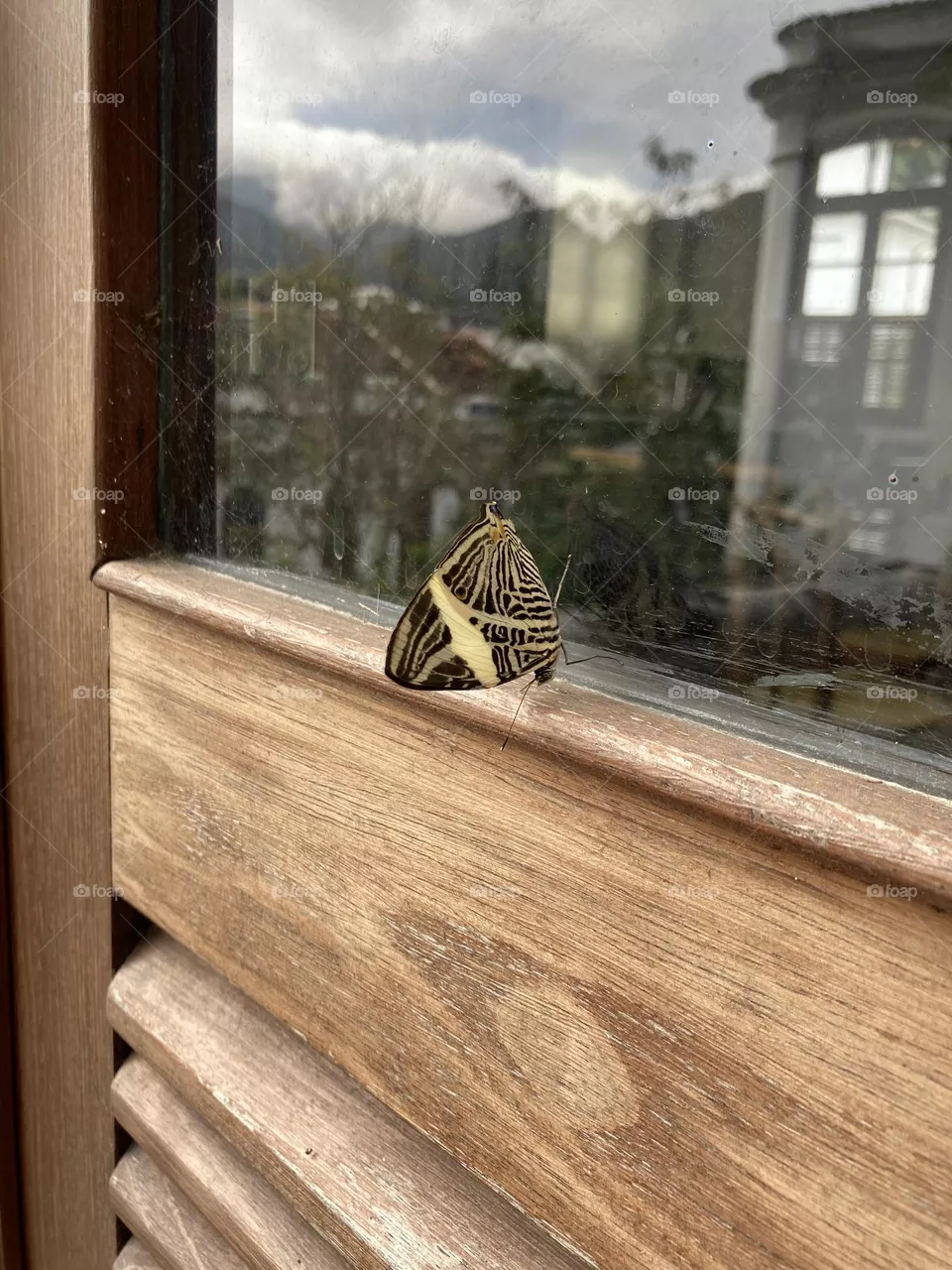 Borboleta