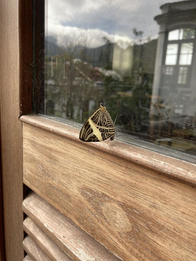 Borboleta