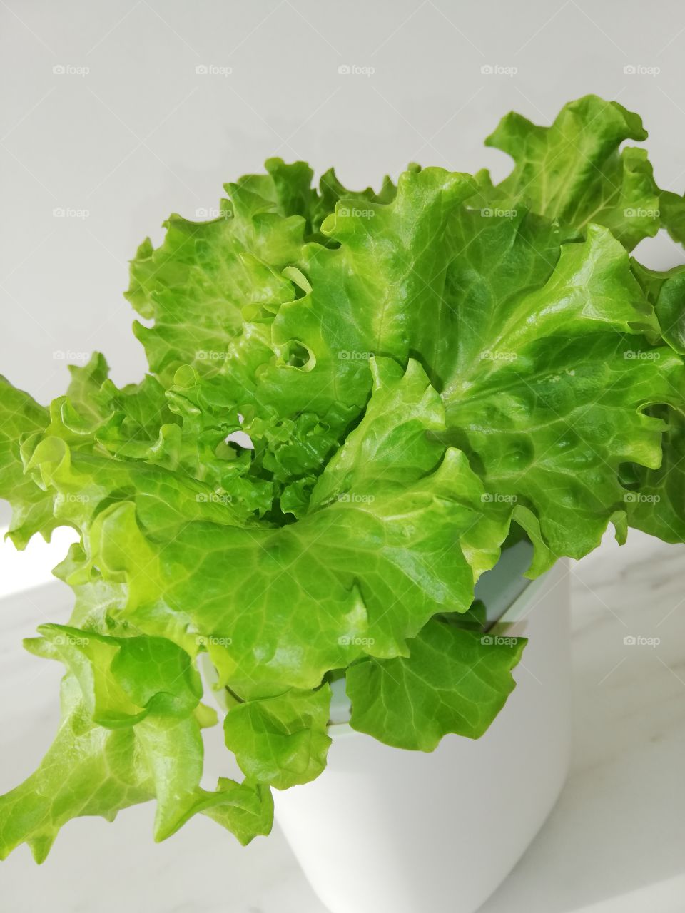 Une salade verte d'intérieur.