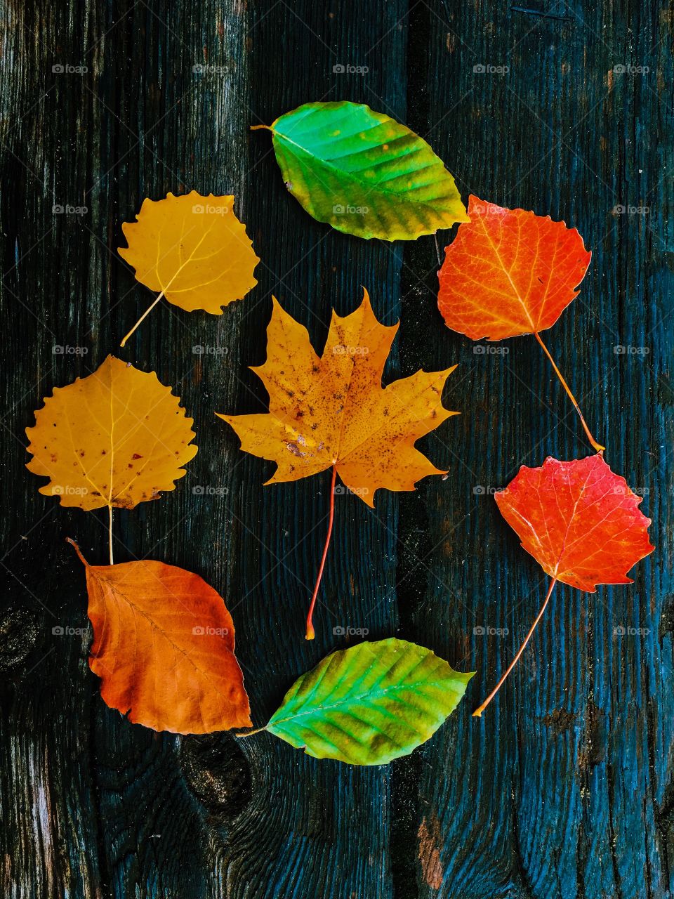 Leaves arranged in a circle