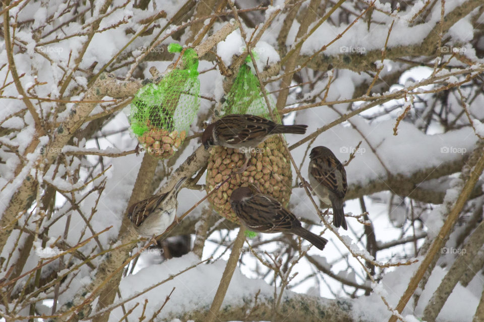 Winter - Bird feeding - sparrows snow - mata fåglar vinter snö