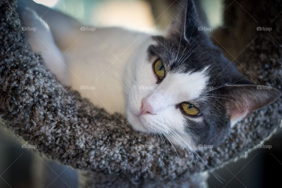 Lazy cat in a cat tree