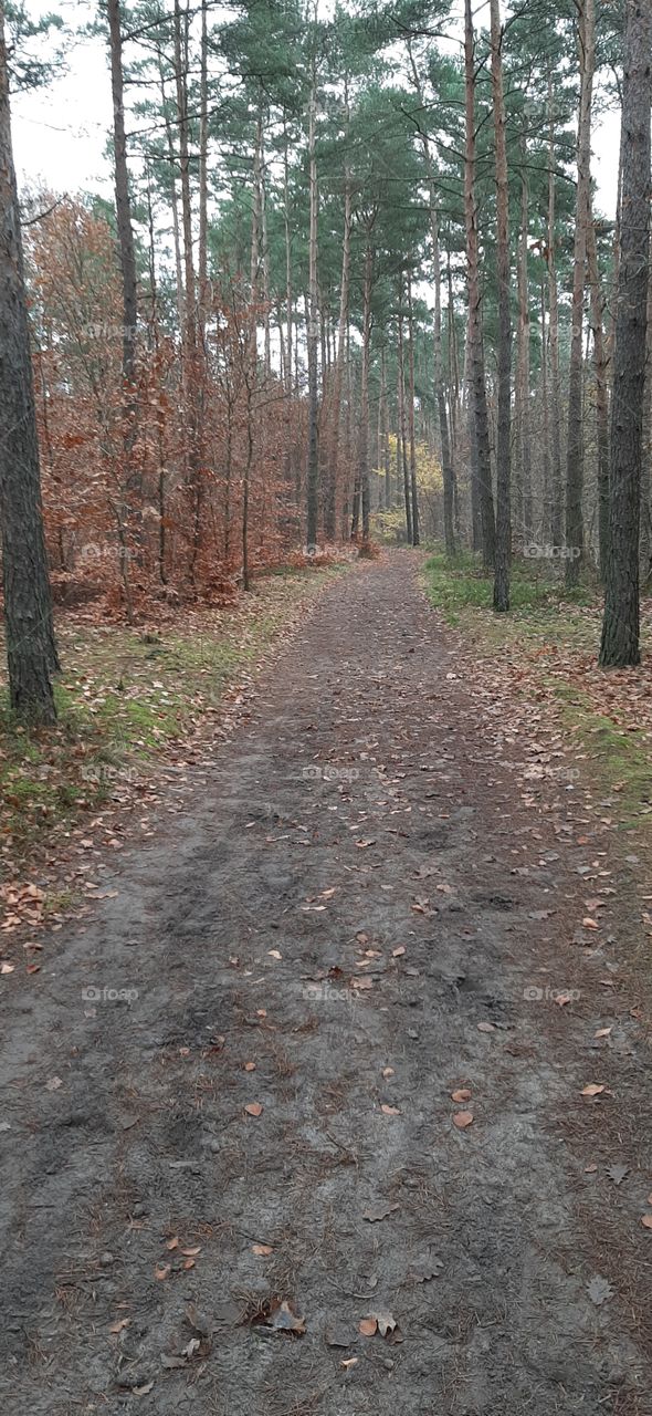 Path in the forest in autumn
