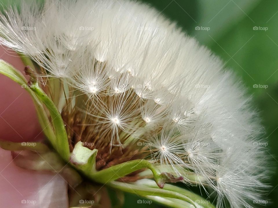 Closeup of a plant's flower in the seeding stage.