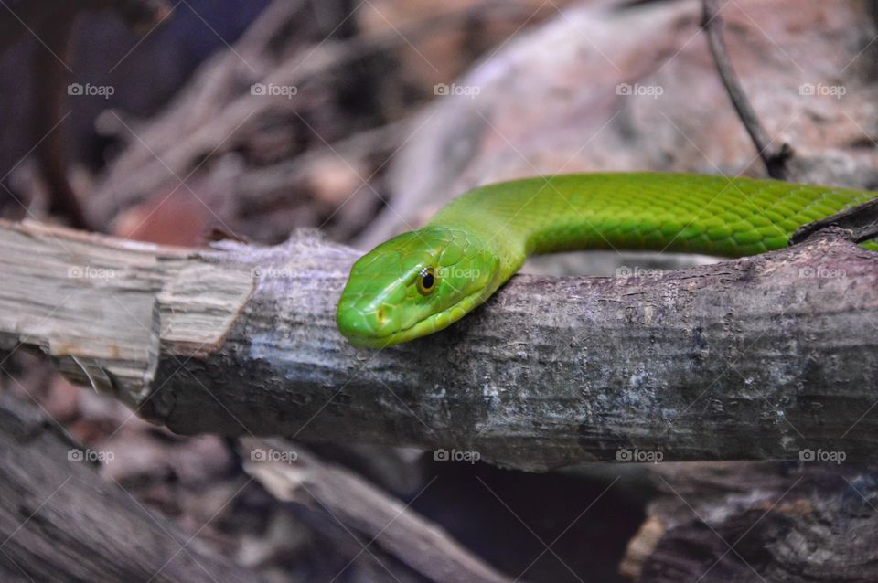 Mamba Verde (Dendroaspis Angusticeps)