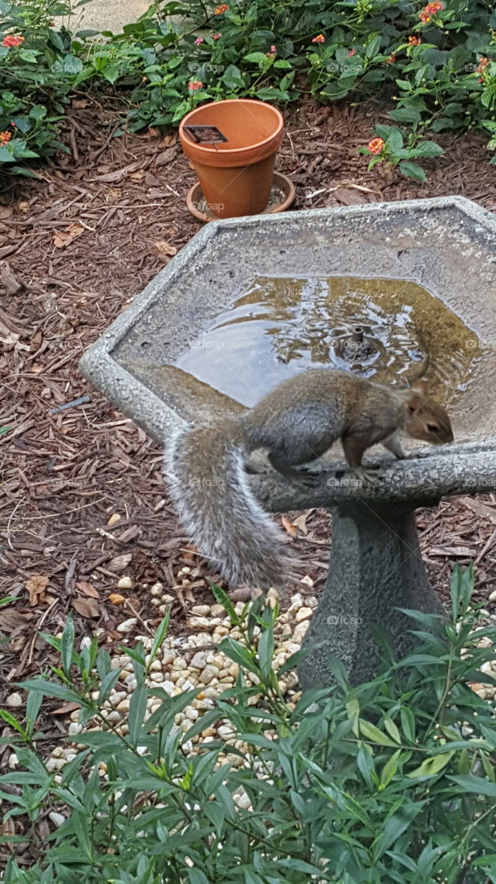 Squirrel bath