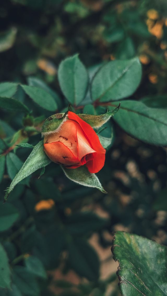 rose