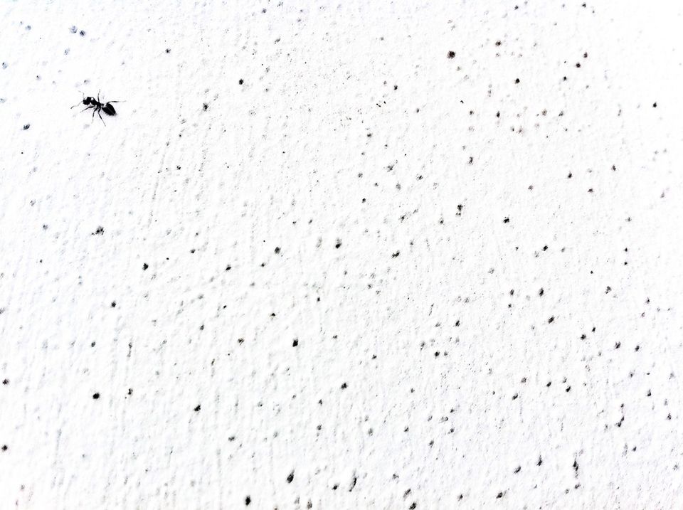 Ant in a wall